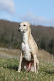 WHIPPET 379